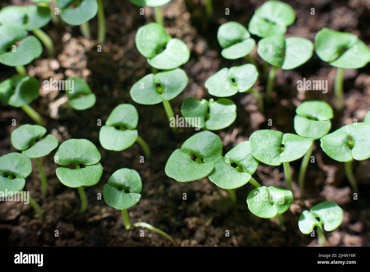 Seedlings of celery grown at home on a windowsill. small sprouts. Sprouted celery Stock Photo