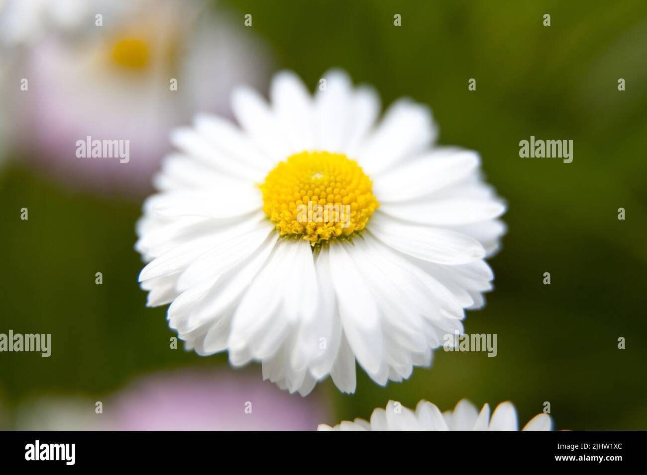 Macro photo white daisy. Stock photo white daisy flower. garden daisy Stock Photo