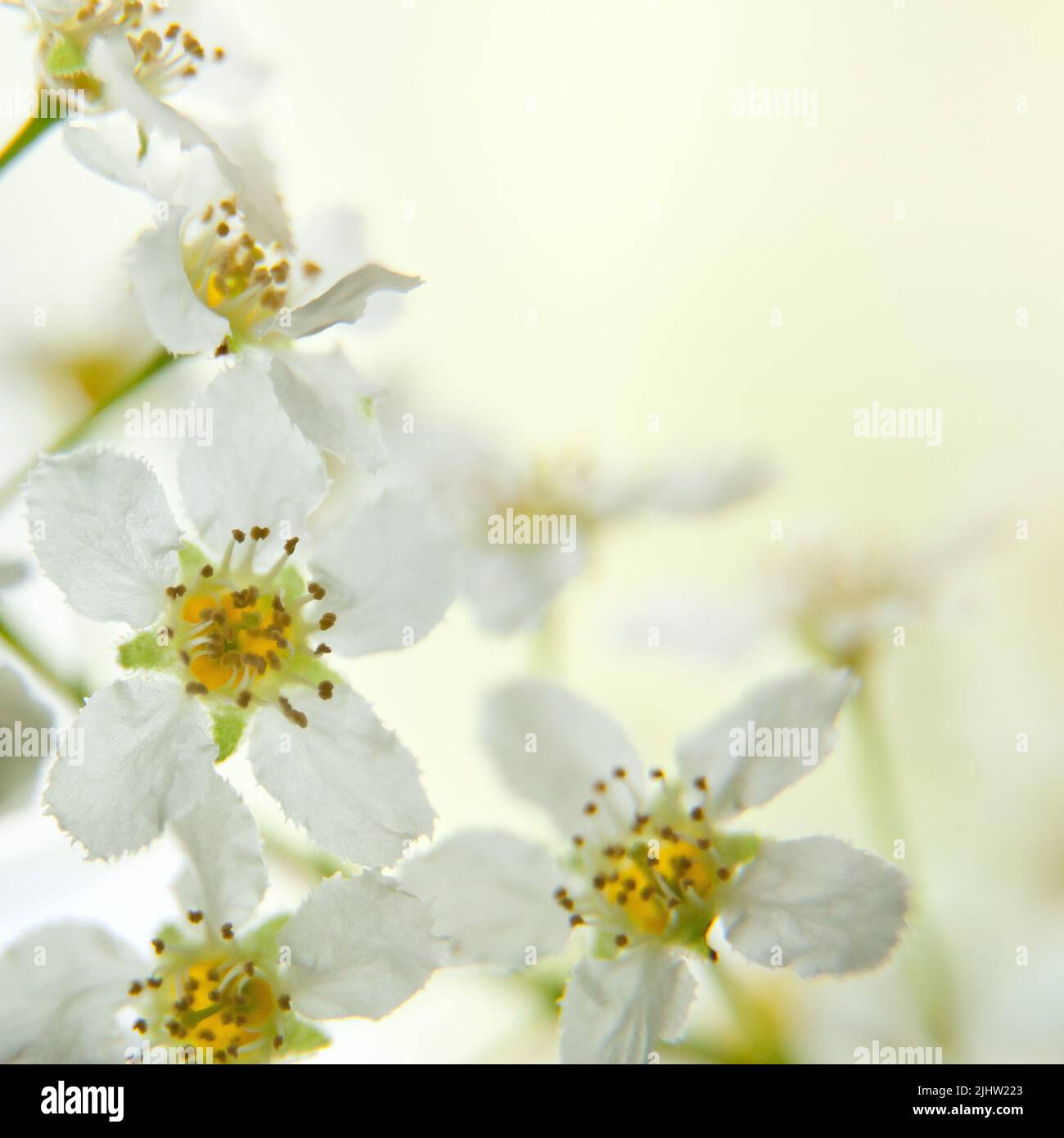 flowering bird cherry tree branch. bird cherry flowers macro. Spring background with white flowers Stock Photo