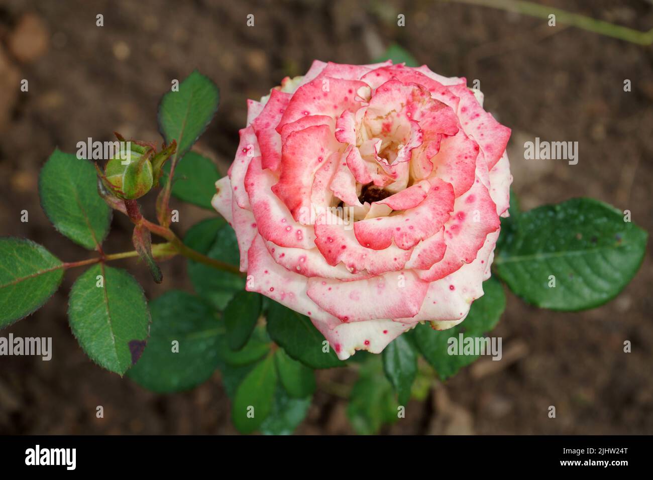 A beautiful blooming rose flower in a close-up view. The white to red hue rose speckled petals with pink dots. Botrytis cinerea (fungus) is likely the Stock Photo