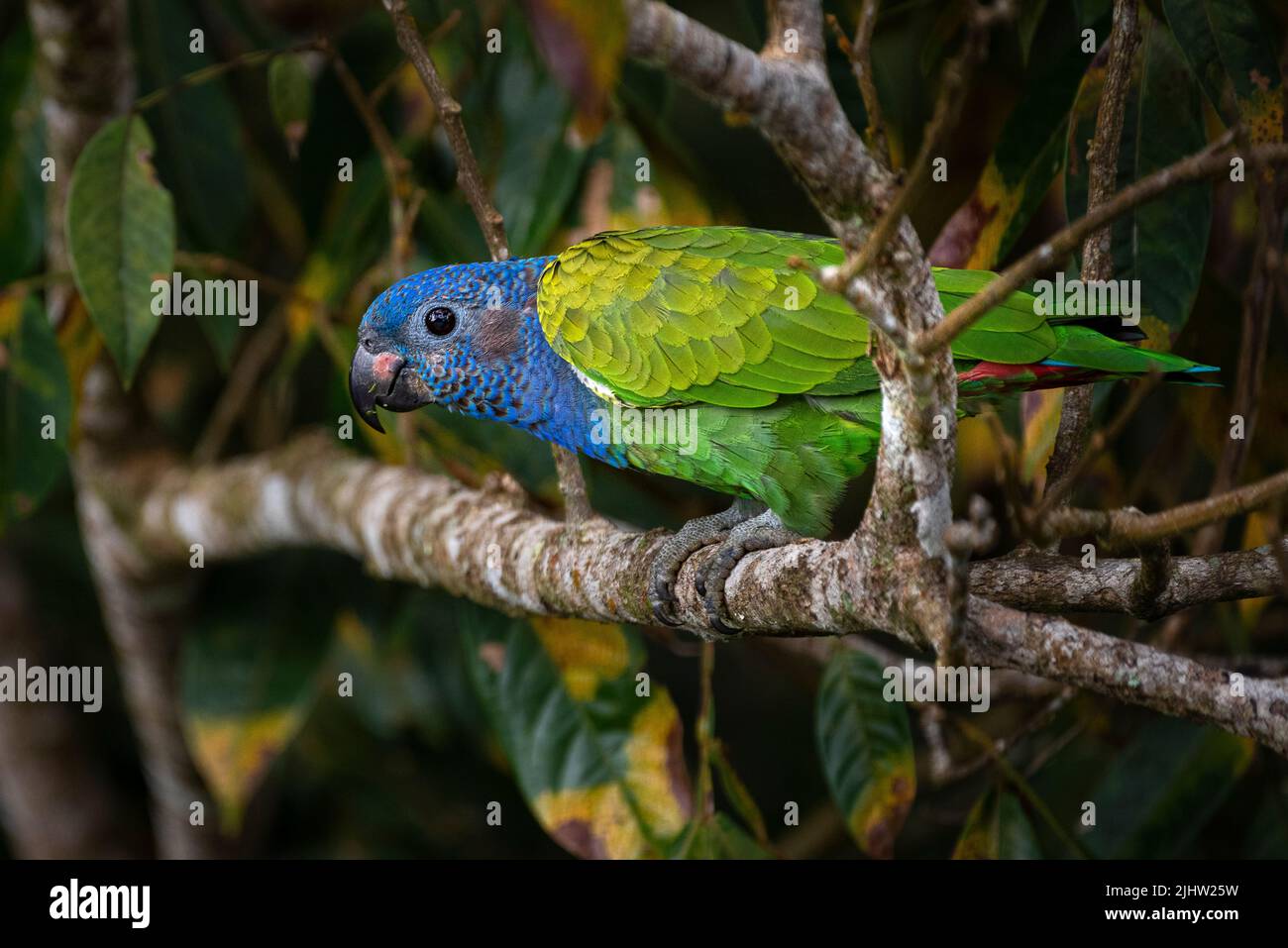 Blue headed parrot closeup photo taken in the rain forest of Panama Stock Photo
