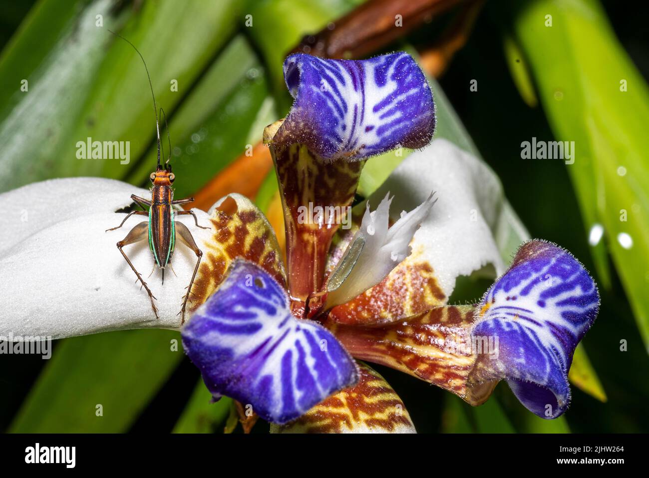 Walking lily flower with insect close up photo Stock Photo Alamy
