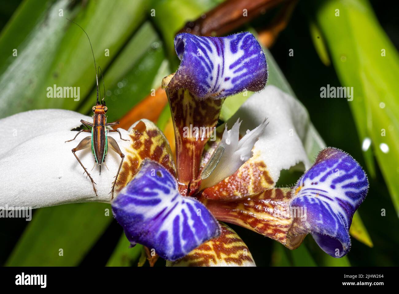 Walking lily flower with insect close up photo Stock Photo