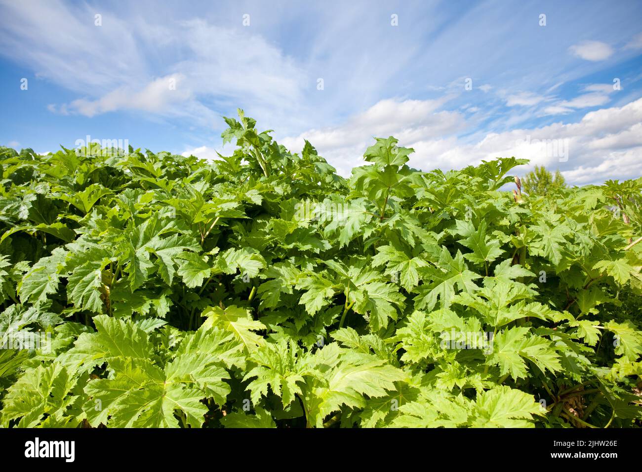Sosnowsky's hogweed. Heracleum sosnowskyi. Large green leaves of hogweed on a sunny day. hogweed bush against the sky Stock Photo