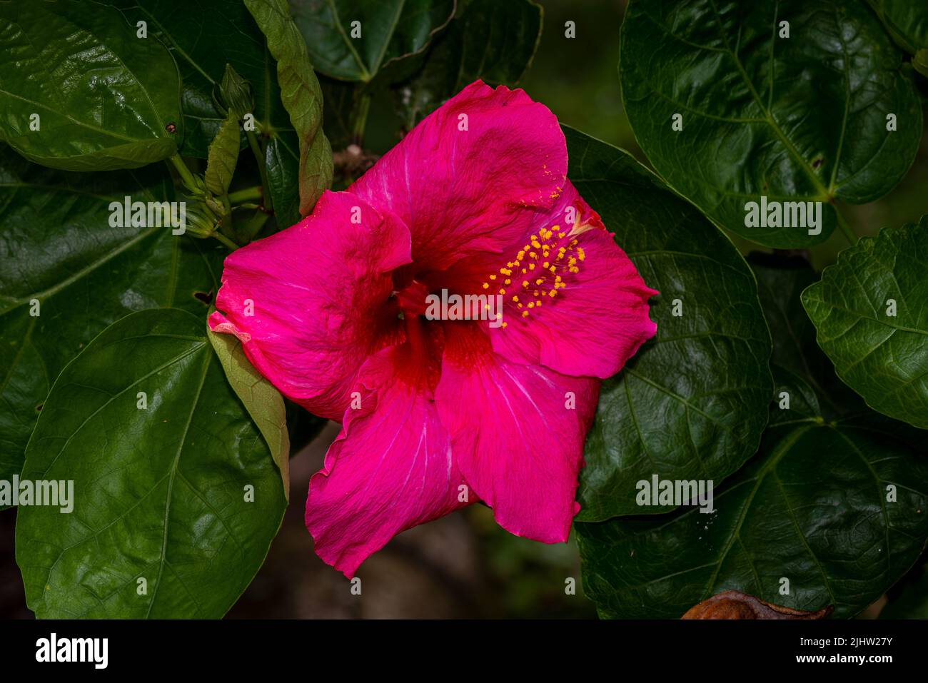 Big red hibiscus flower Stock Photo