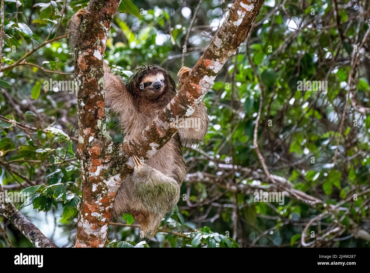 3 toed sloth hurt in one eye Stock Photo