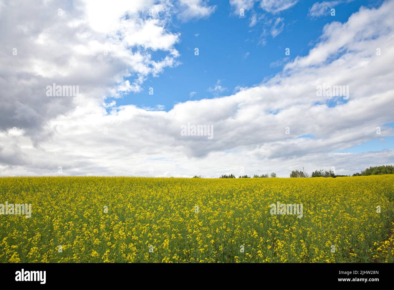 Yellow rapeseed field in the field and picturesque sky with white ...