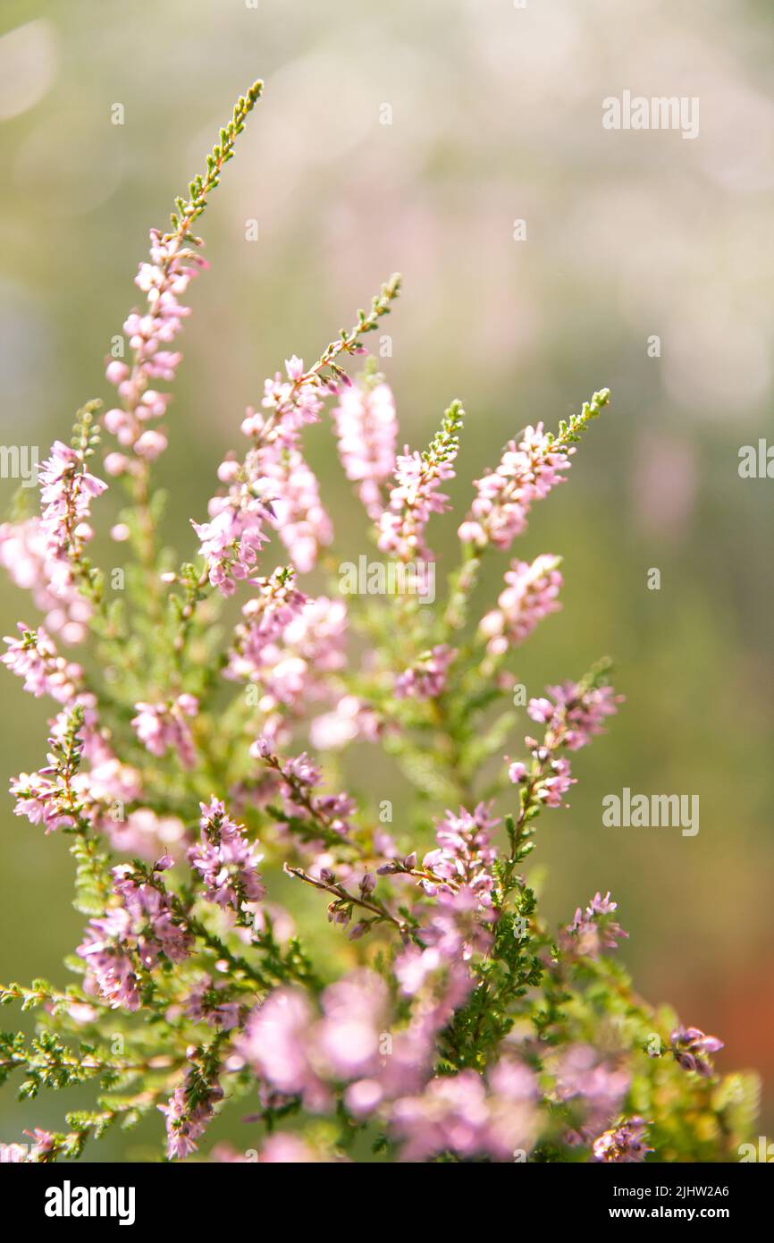 Floral background made of blossoming Heather flowers common known as Callluna Vulgarus with bokeh effect. Vertical format Stock Photo