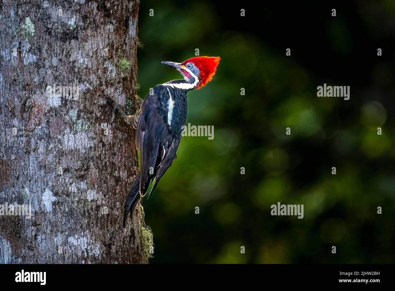 Lineated Woodpecker photo taken in the rain forest of Panama Stock Photo