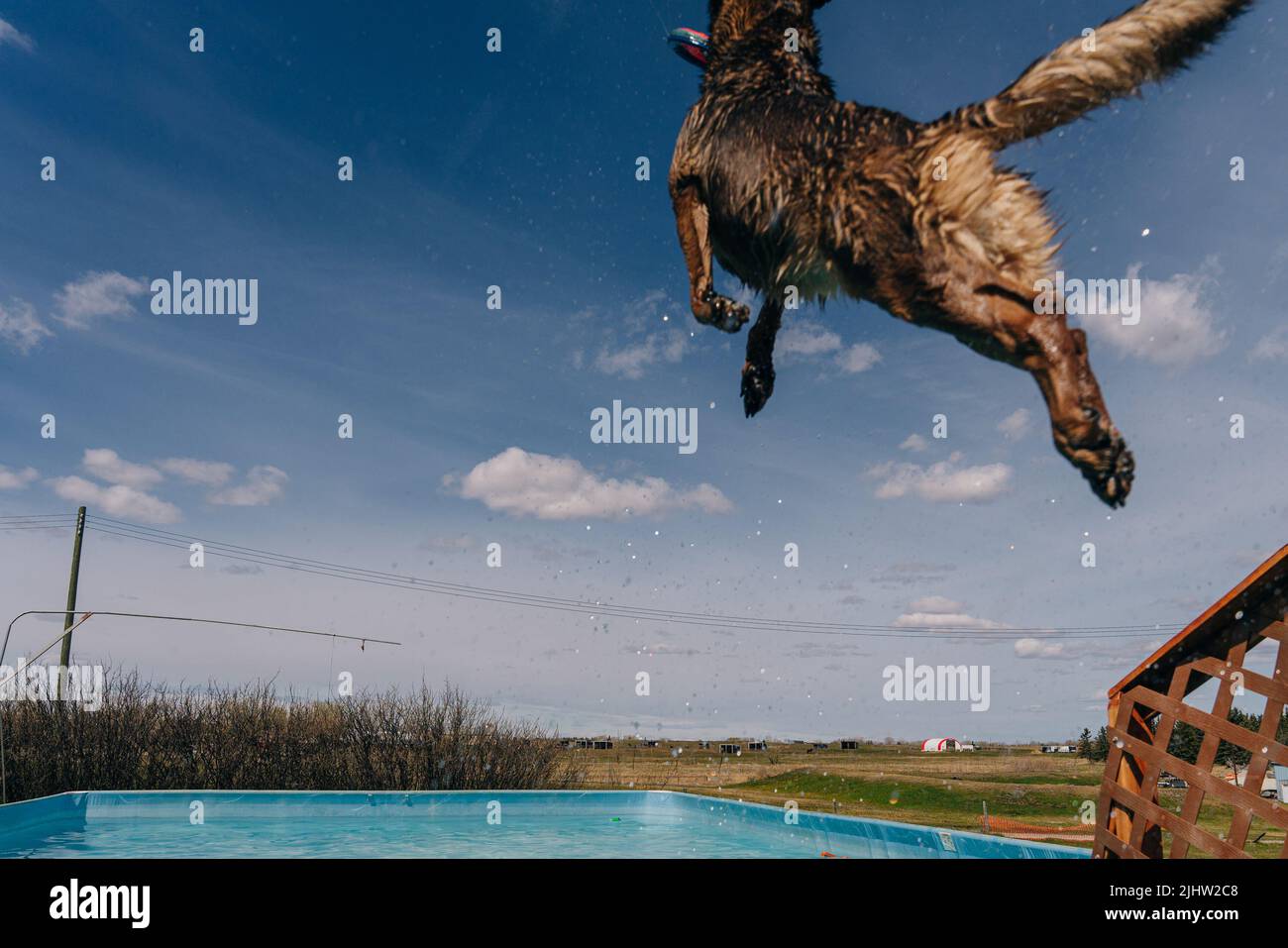 dog in mid air ready to catch a toy while dock diving into a pool Stock