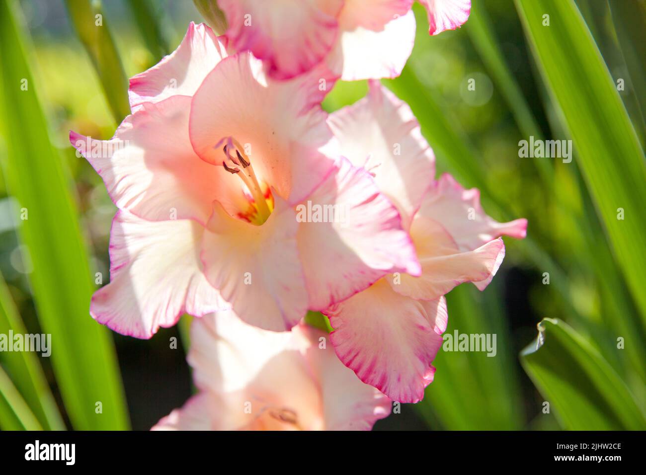 Beautiful pink gladiolus close-up on green background. Garden gladiolus is a plant that does not hibernate in the ground. Forms scaly, one year old tu Stock Photo