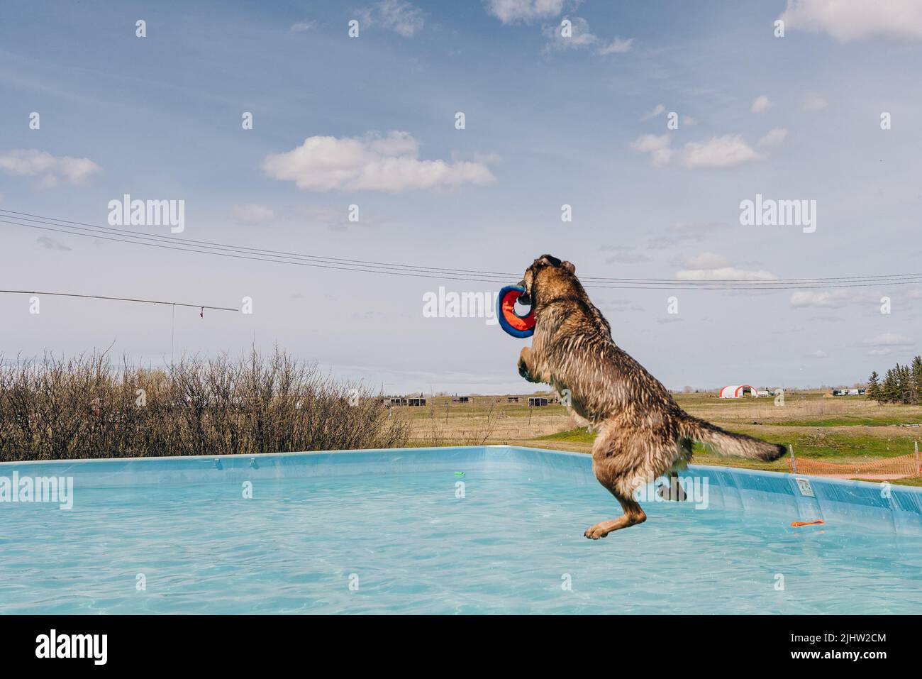 dog in mid air ready to catch a toy while dock diving into a pool Stock