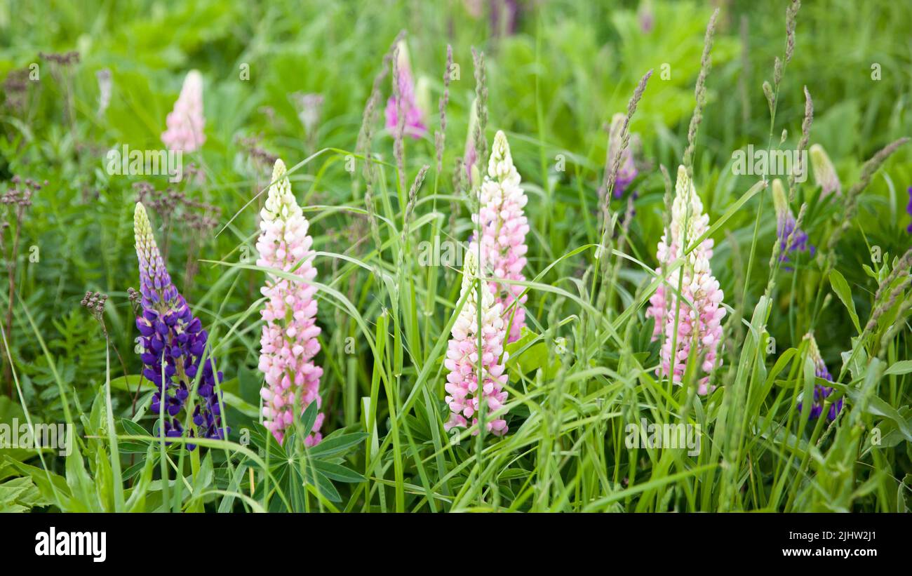 Blooming Lupin flowers. Pink lupine flower closeup. Lupine is in the meadow. Flower field background. Wildflowers. Stock Photo