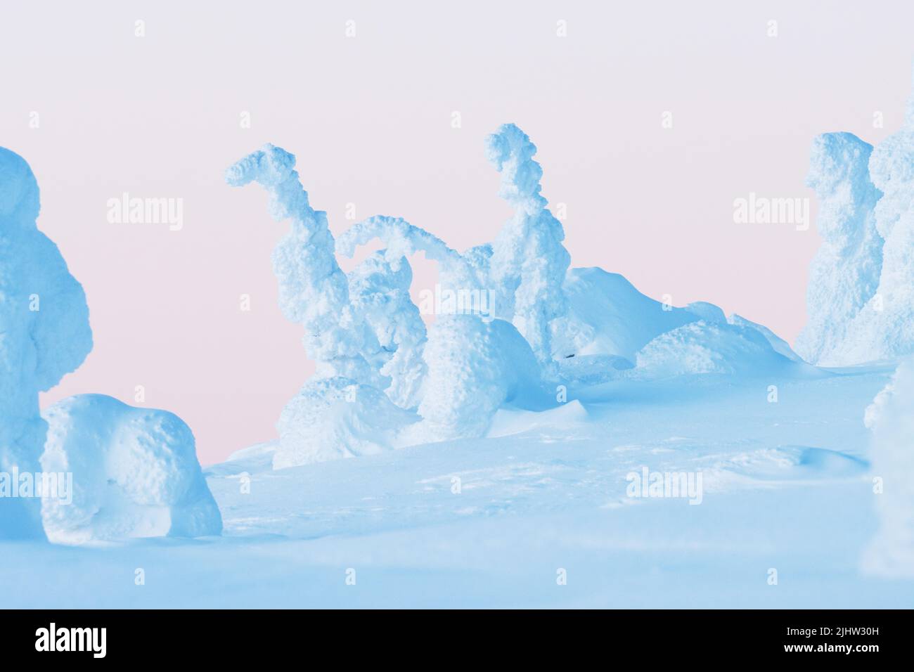 Snow-covered Spruce trees on a hillside in Riisitunturi National Park during a evening in February Stock Photo