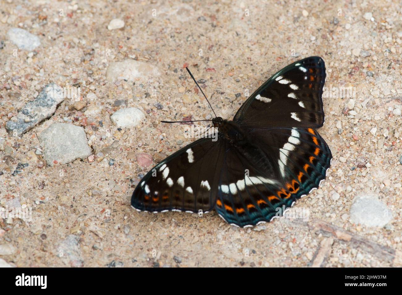 A large and dark butterfly, Poplar admiral resting on a summery dirt road in Estonia, Northern Europe Stock Photo