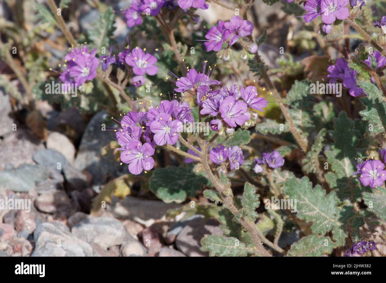 Purple flowering determinate helicoid cyme inflorescences of Phacelia Crenulata, Boraginaceae, native annual in the North Mojave Desert, Springtime. Stock Photo