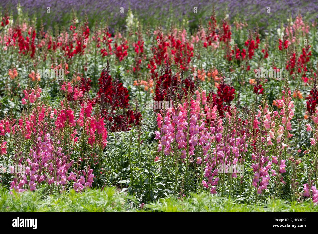 Colourful wallflowers in summer, photographed in the garden at Chateau