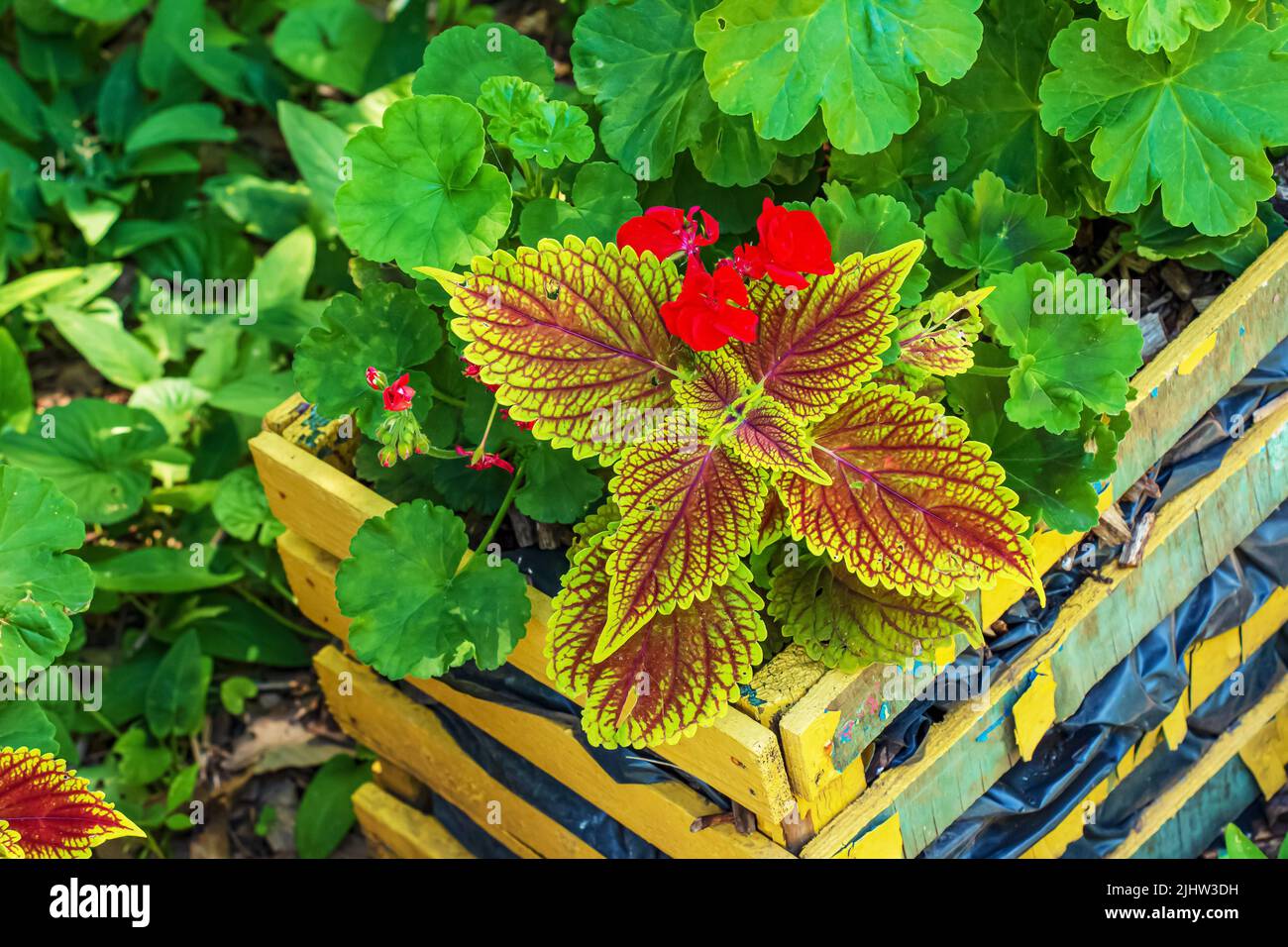Close-up view of a beautiful begonia with dark green textured foliage in a pot. Stock Photo