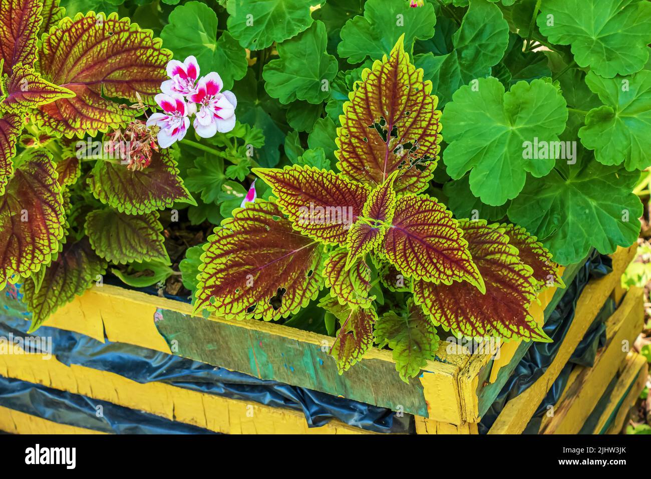 Close-up view of a beautiful begonia with dark green textured foliage in a pot. Stock Photo