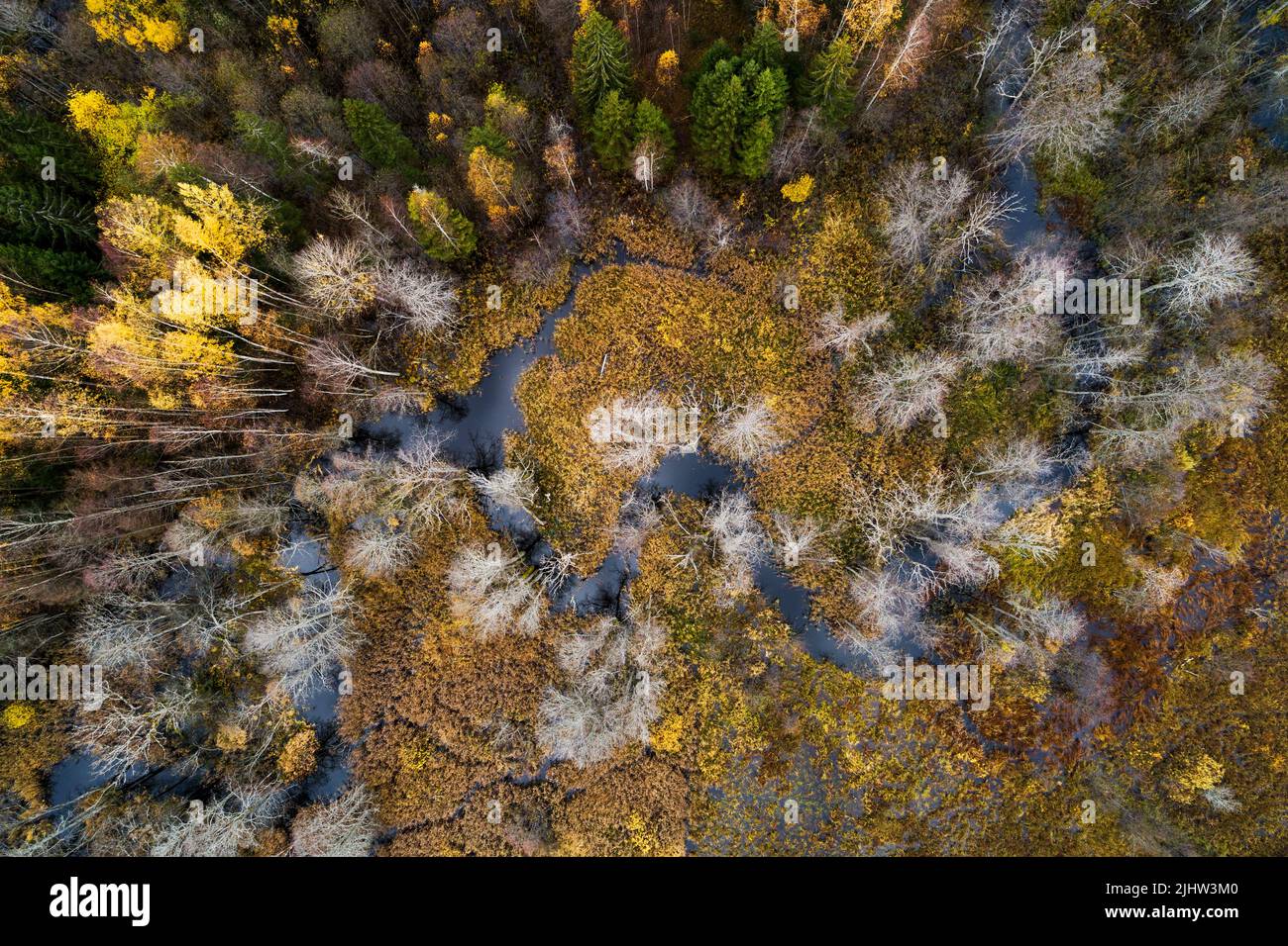An aerial of a small river through an autumnal boreal forest in Estonia, Northern Europe Stock Photo