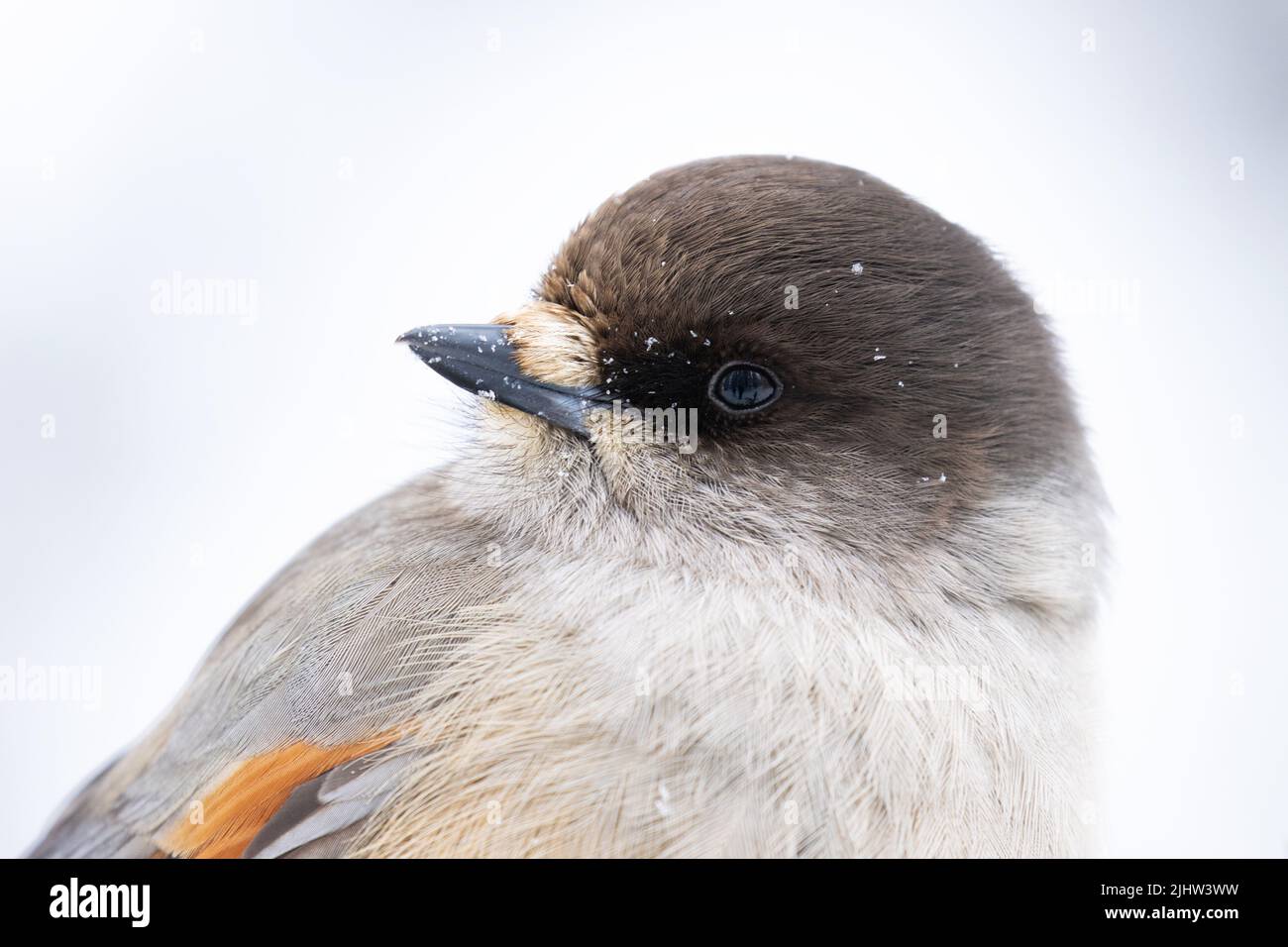 Close-up portrait of a Siberian jay, Perisoreus infaustus in Northern Finland Stock Photo