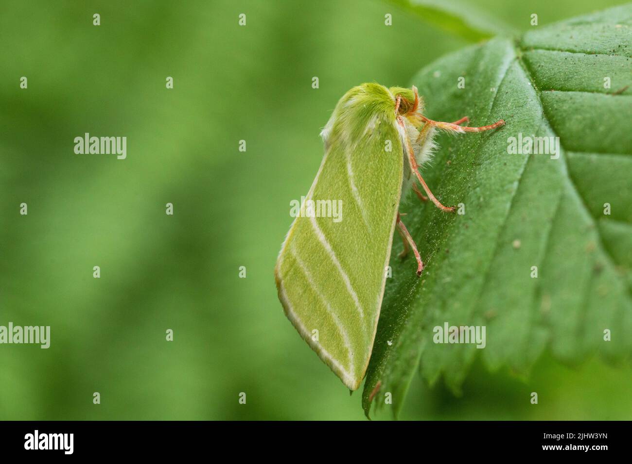 A close-up of a Green silver-lines moth, Pseudoips prasinana resting on a plant leaf on a summer day in Estonia, Northern Europe. Stock Photo