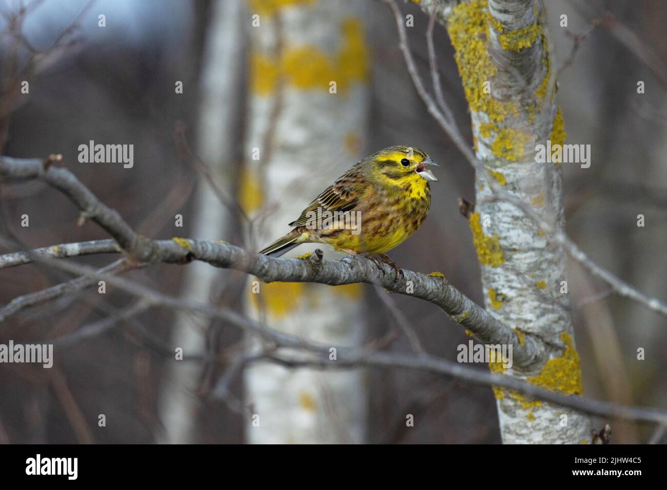 Colorful male Yellowhammer, Emberiza citrinella perched and singing on an early spring evening in Estonia, Northern Europe Stock Photo