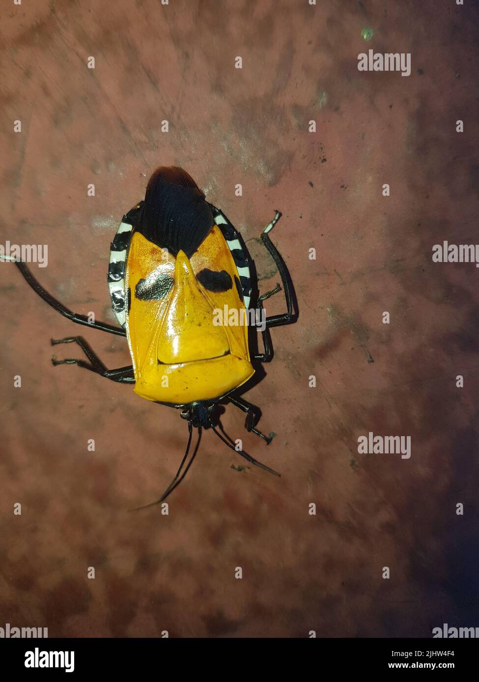 Insect with human face Stock Photo Alamy