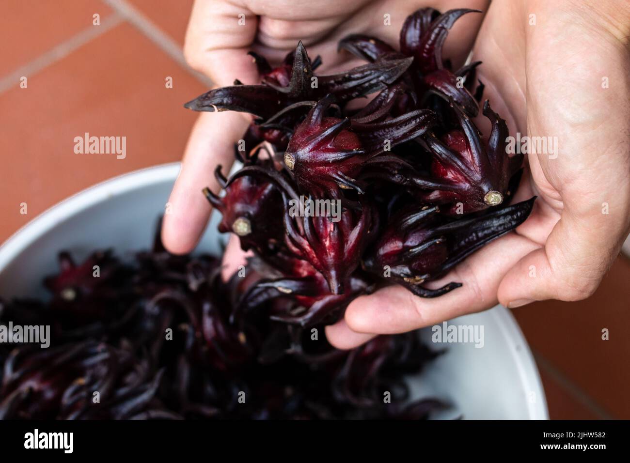 Close-up of hands cradling hibiscus sabdariffa (sorrel or Jamaica) a red flower used to make sorrel drink in Caribbean countries at Christmas time. Stock Photo
