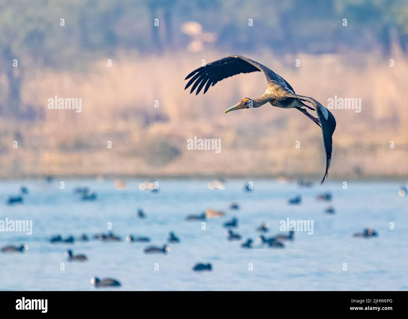 A painted stork flying over a lake in a wet land Stock Photo