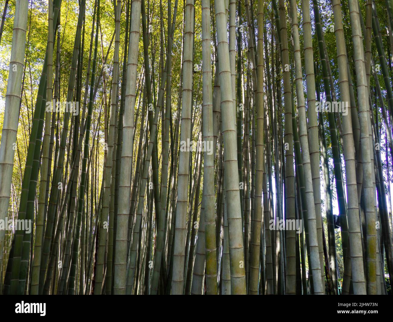 Bamboo grove. Plant stems. Thick bamboo forest. Southern nature. Fast