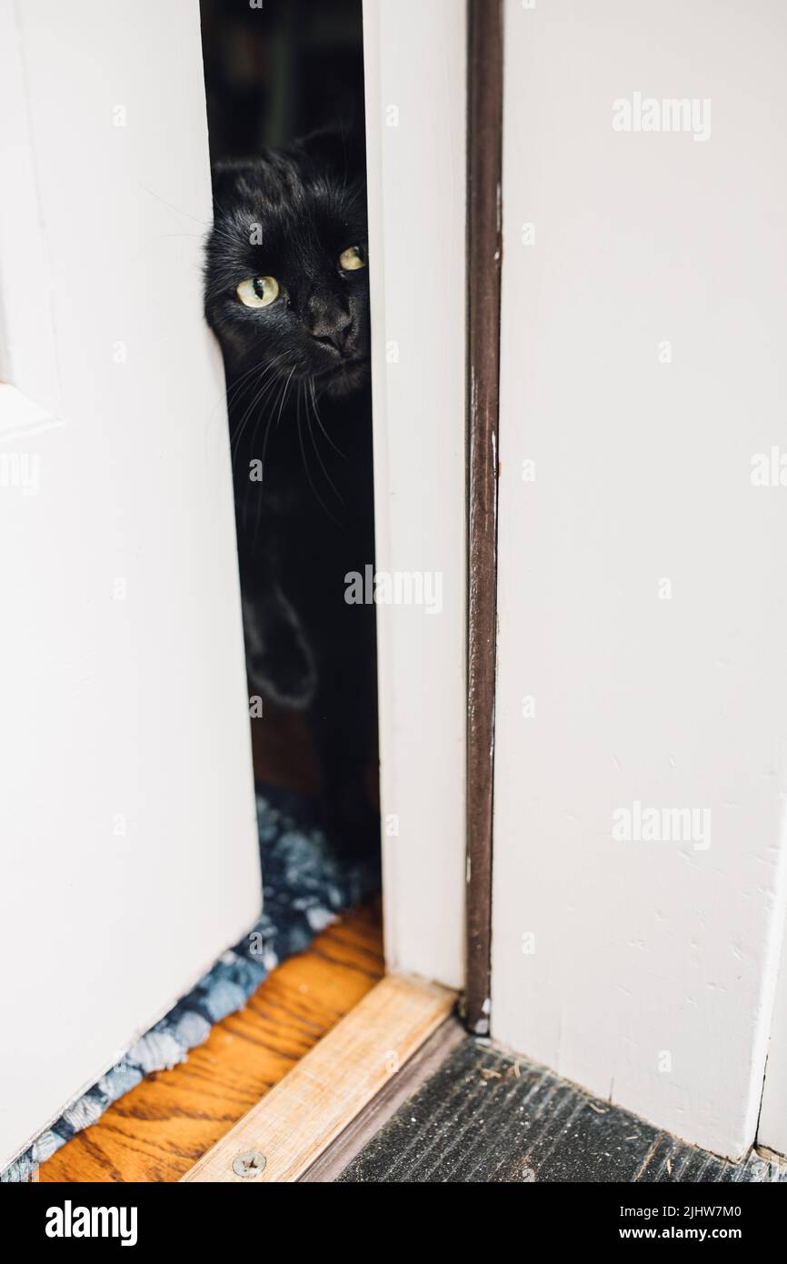 black cat trying to fit through door gap Stock Photo