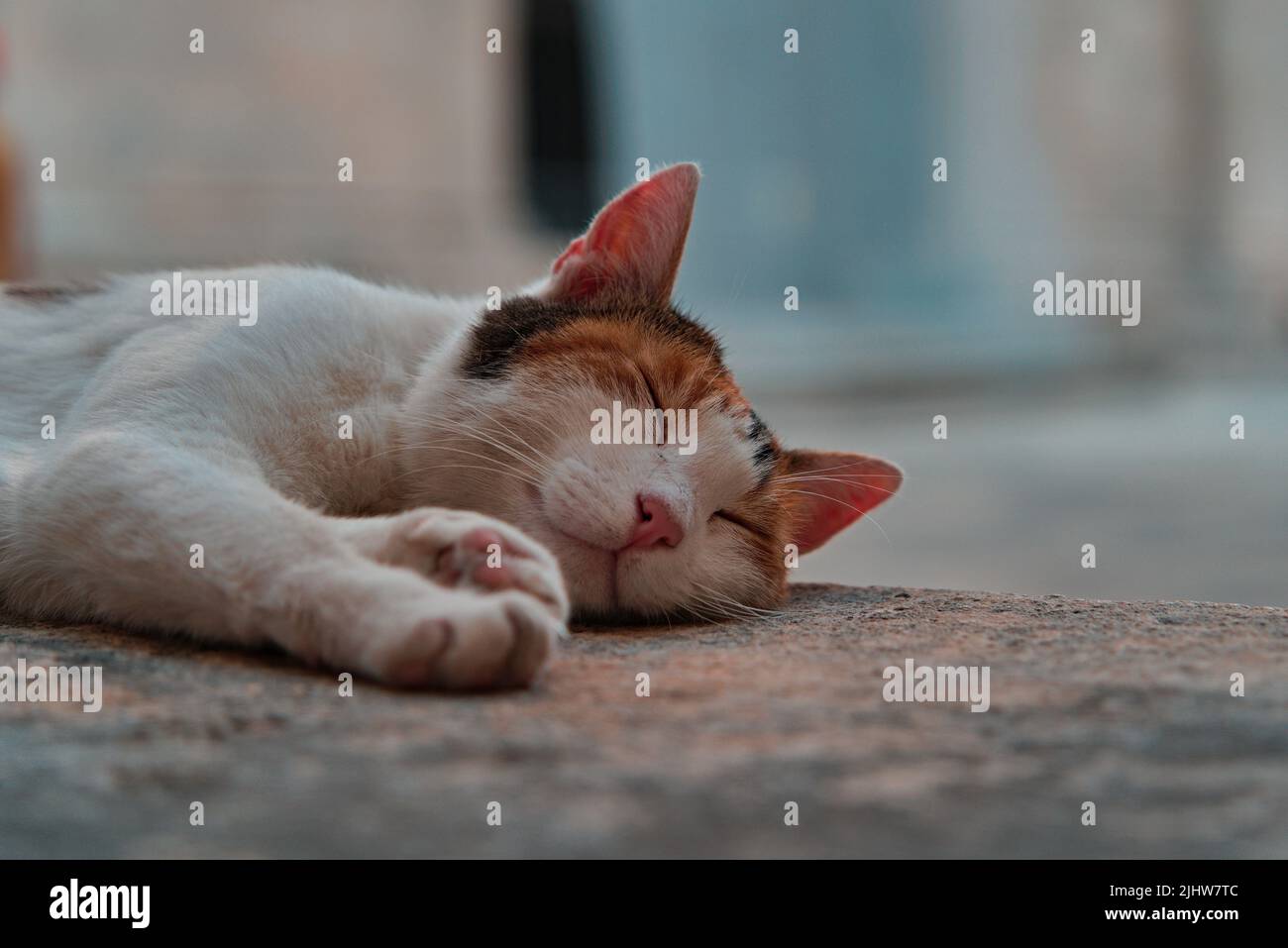 A selective focus of an adorable cat sleeping on the ground Stock Photo ...
