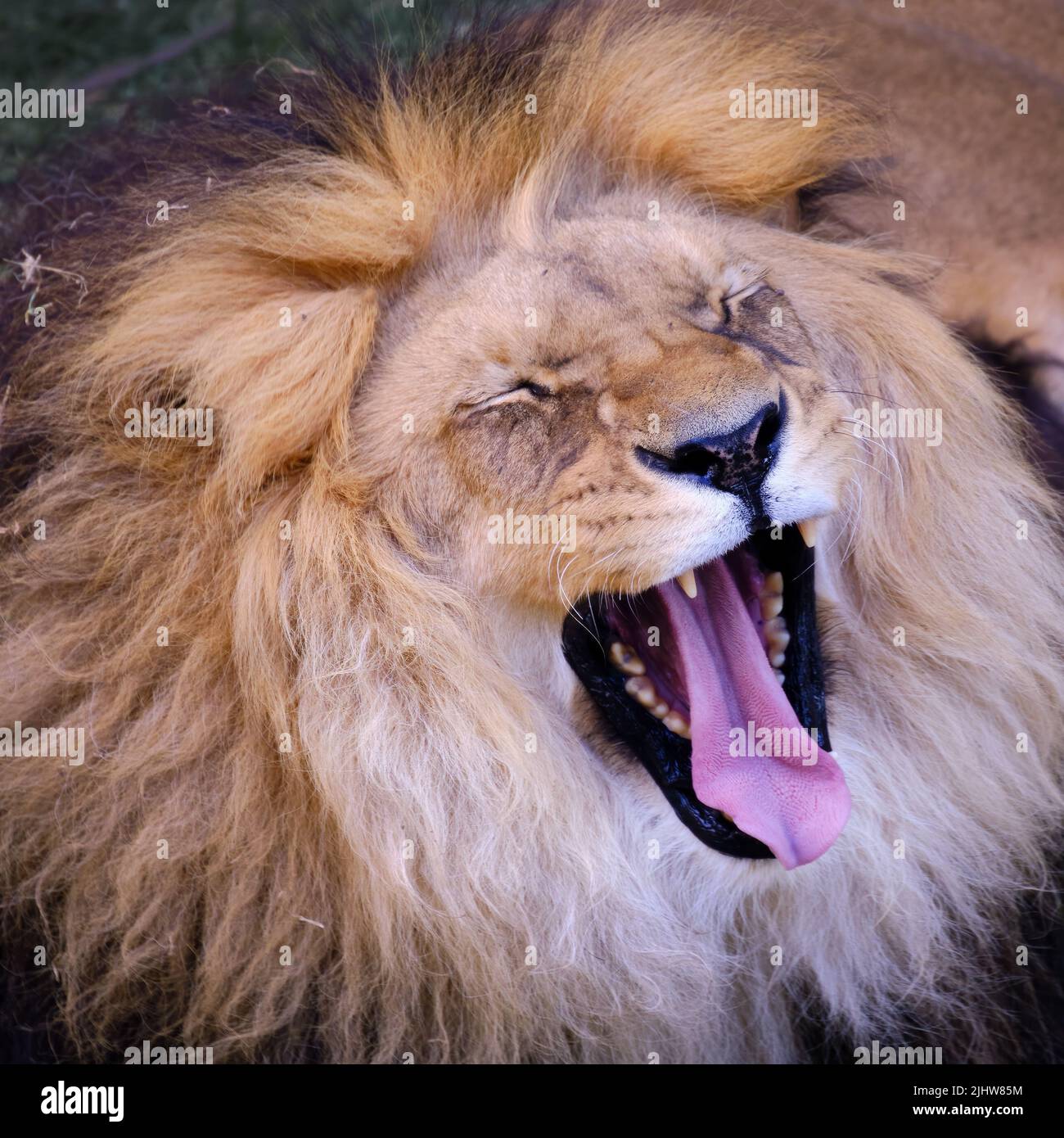 African lion (Panthera leo) beautiful portrait of the king of the jungle, a mighty African lion. Stock Photo