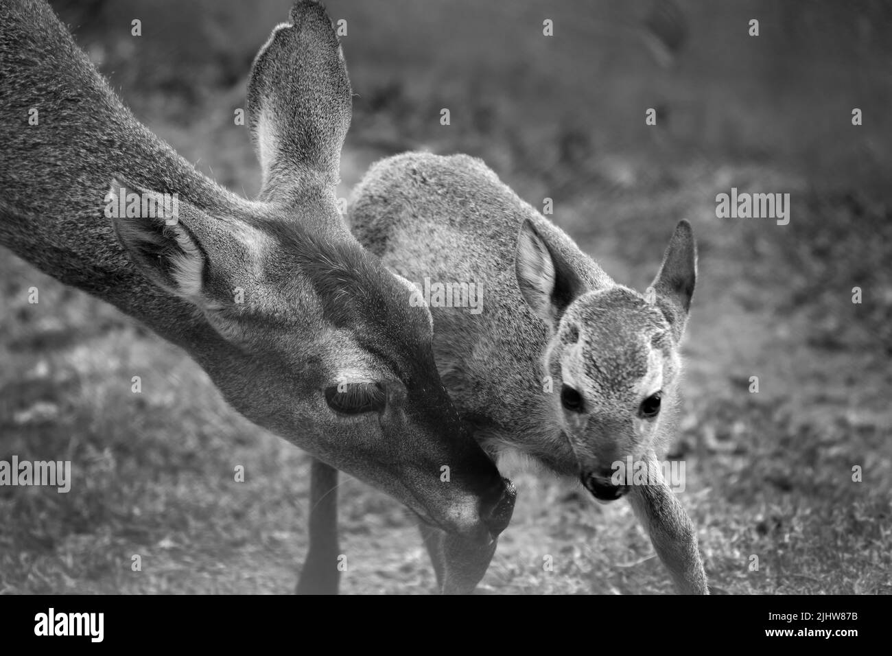 White-tailed deer (Hippocamelus antisensis) beautiful portrait of a female with her little calf. Stock Photo