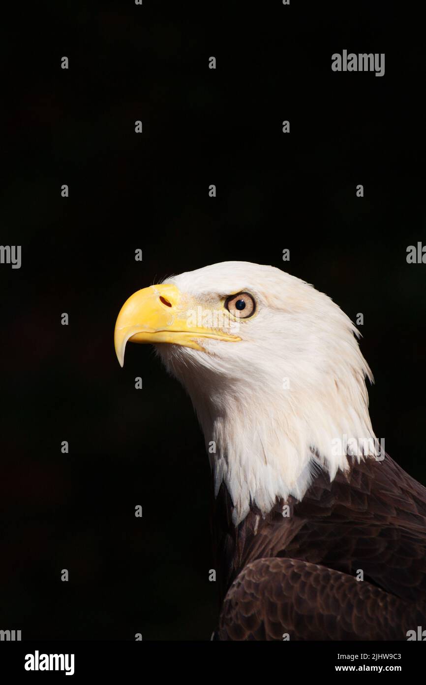Dramatic portrait of the Bold Eagle Haliaeetus leucocephalus the symbol of American pride Stock Photo