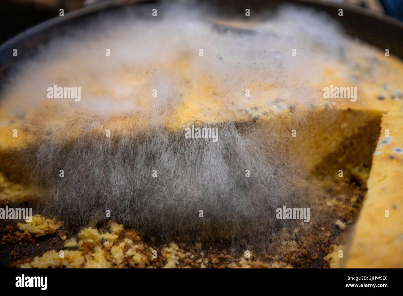 Pin Mold growing on homemade cornbread gone bad Stock Photo Alamy