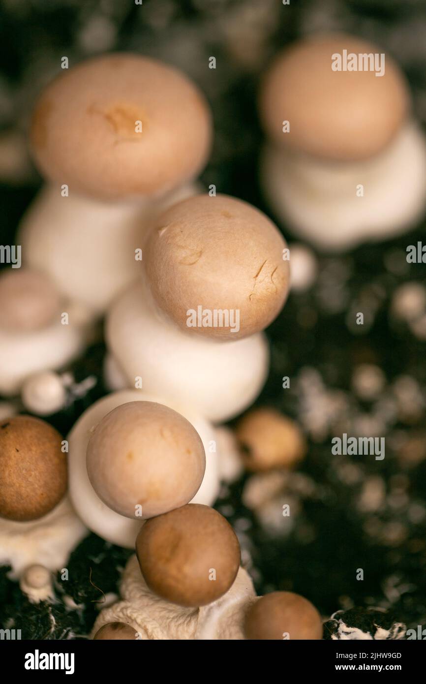 Brown Champignons Mushrooms.mushroom mycelium. Growing mushrooms at
