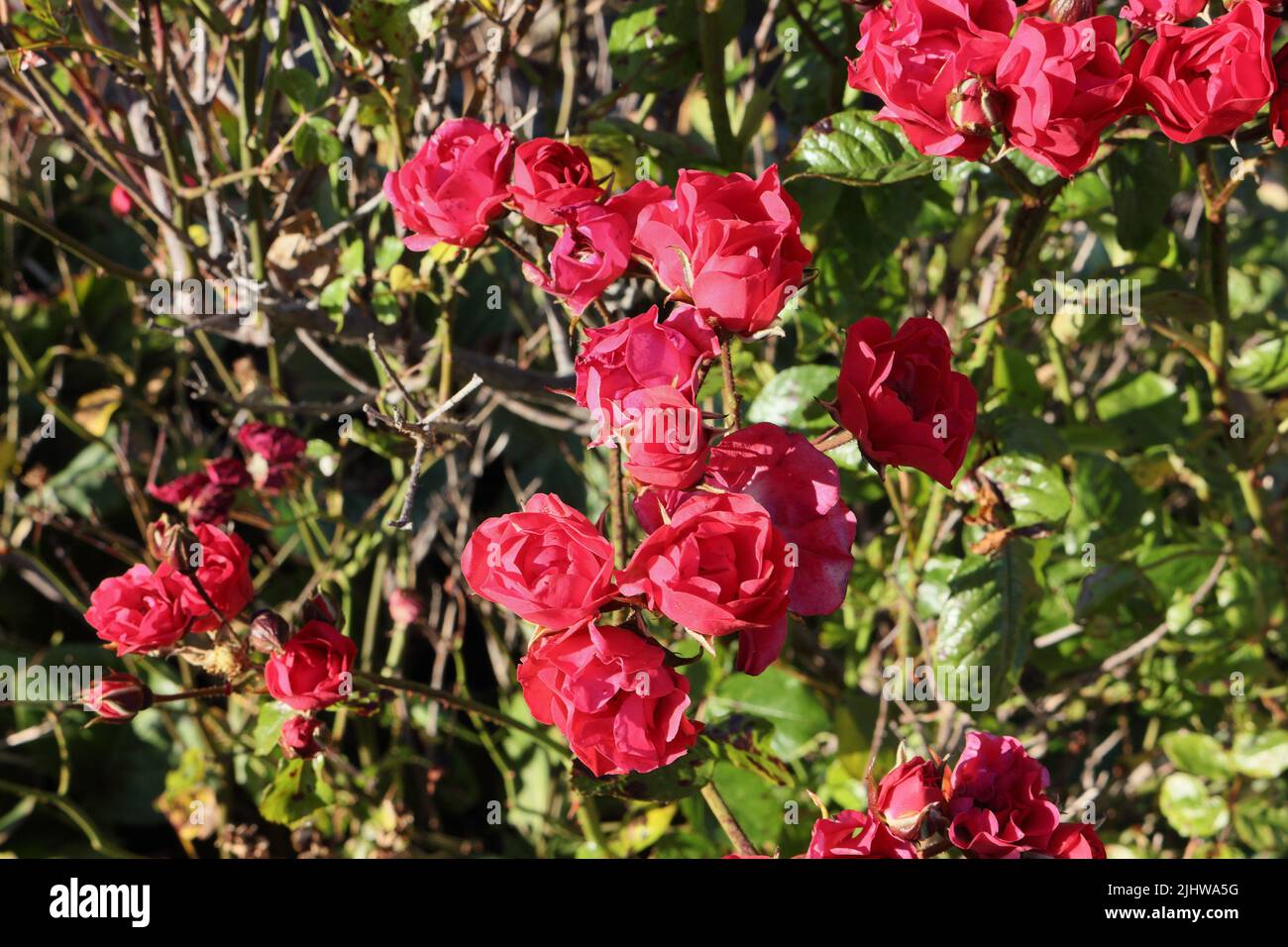 Red roses bush in bloom, growing wild in cemetery Stock Photo