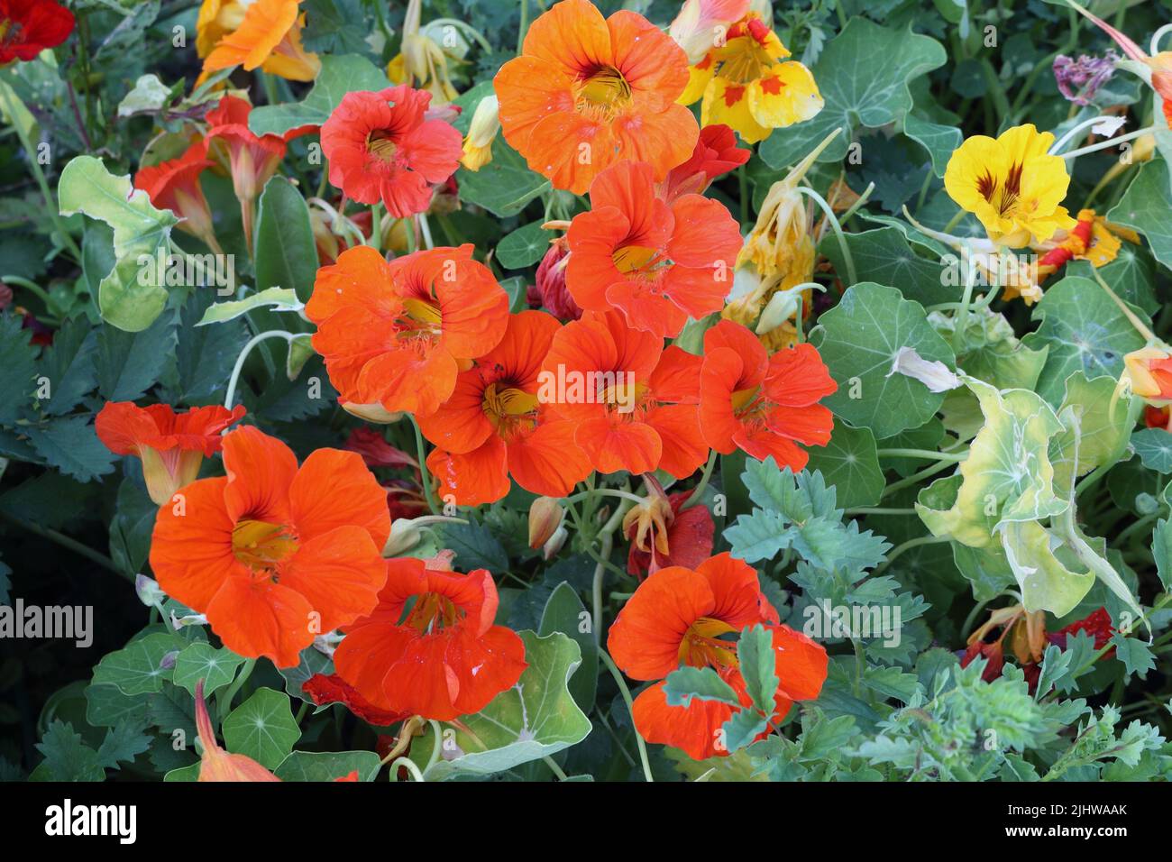 Orange Nasturtium flowers with variagated leaves Stock Photo