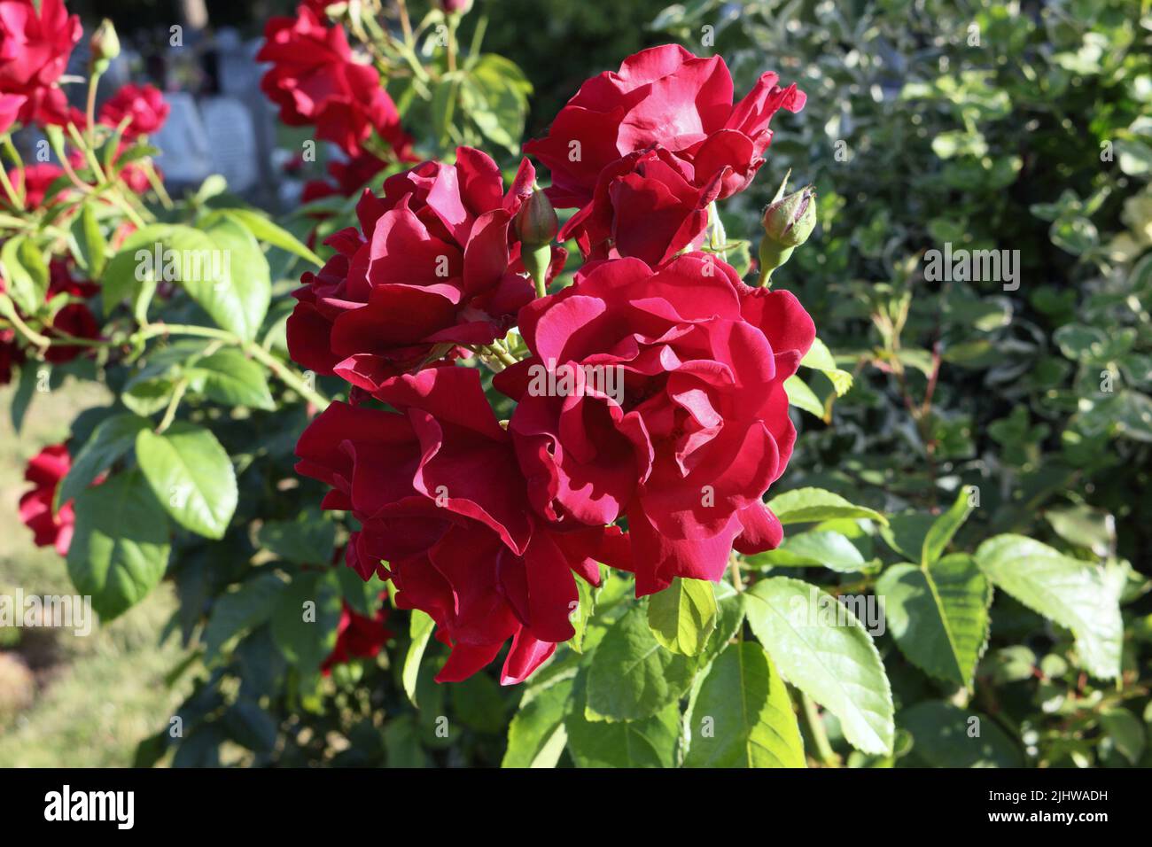 Red roses bush in bloom, growing wild in cemetery Stock Photo
