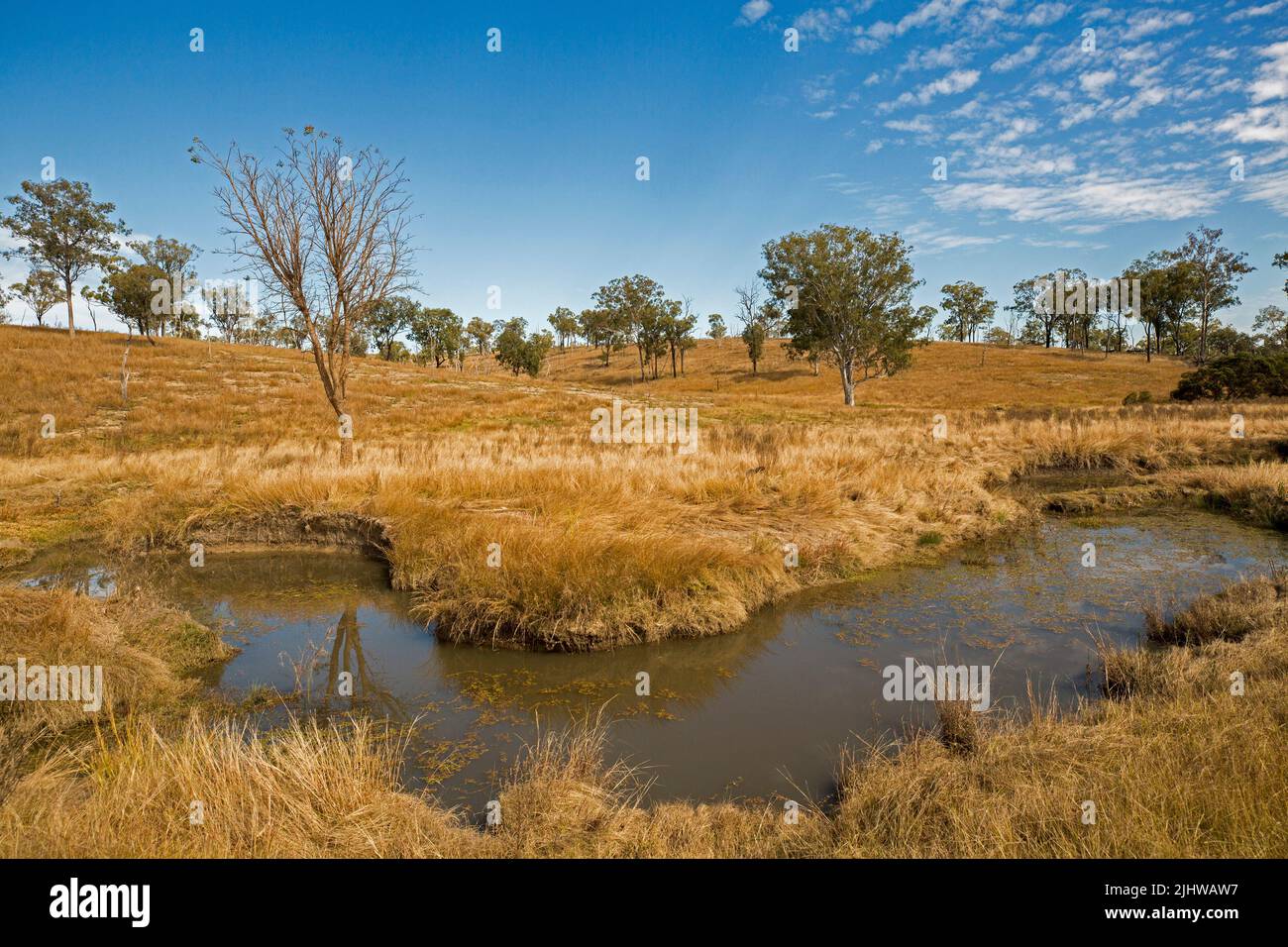Australian rural landscape with golden grasses and scattered gum trees hemming creek at foot of low rolling hills under blue sky Stock Photo