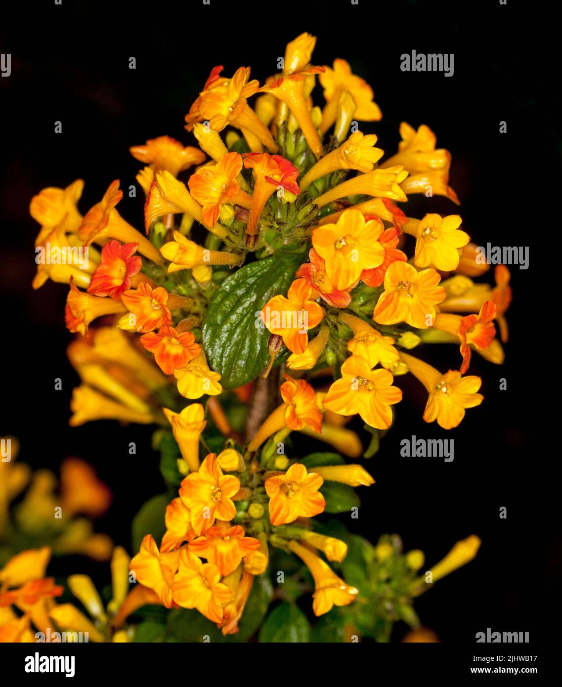 Cluster of vivid orange and yellow flowers of Streptosolen / Browallia jamesonii, Marmalade Bush, against black background, in Australia Stock Photo