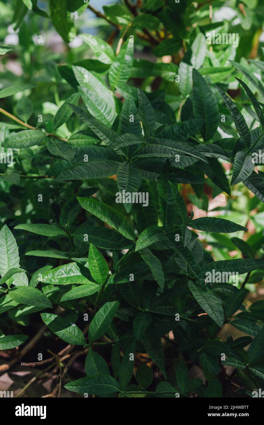Lemon verbena aloysia triphylla hi-res stock photography and images - Alamy