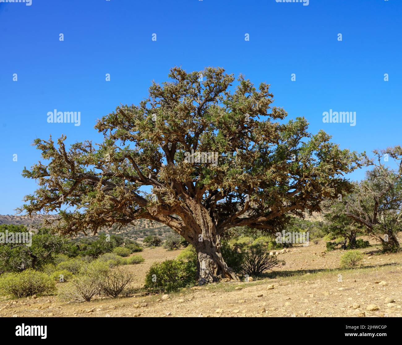 Argan tree in Morocco Stock Photo Alamy