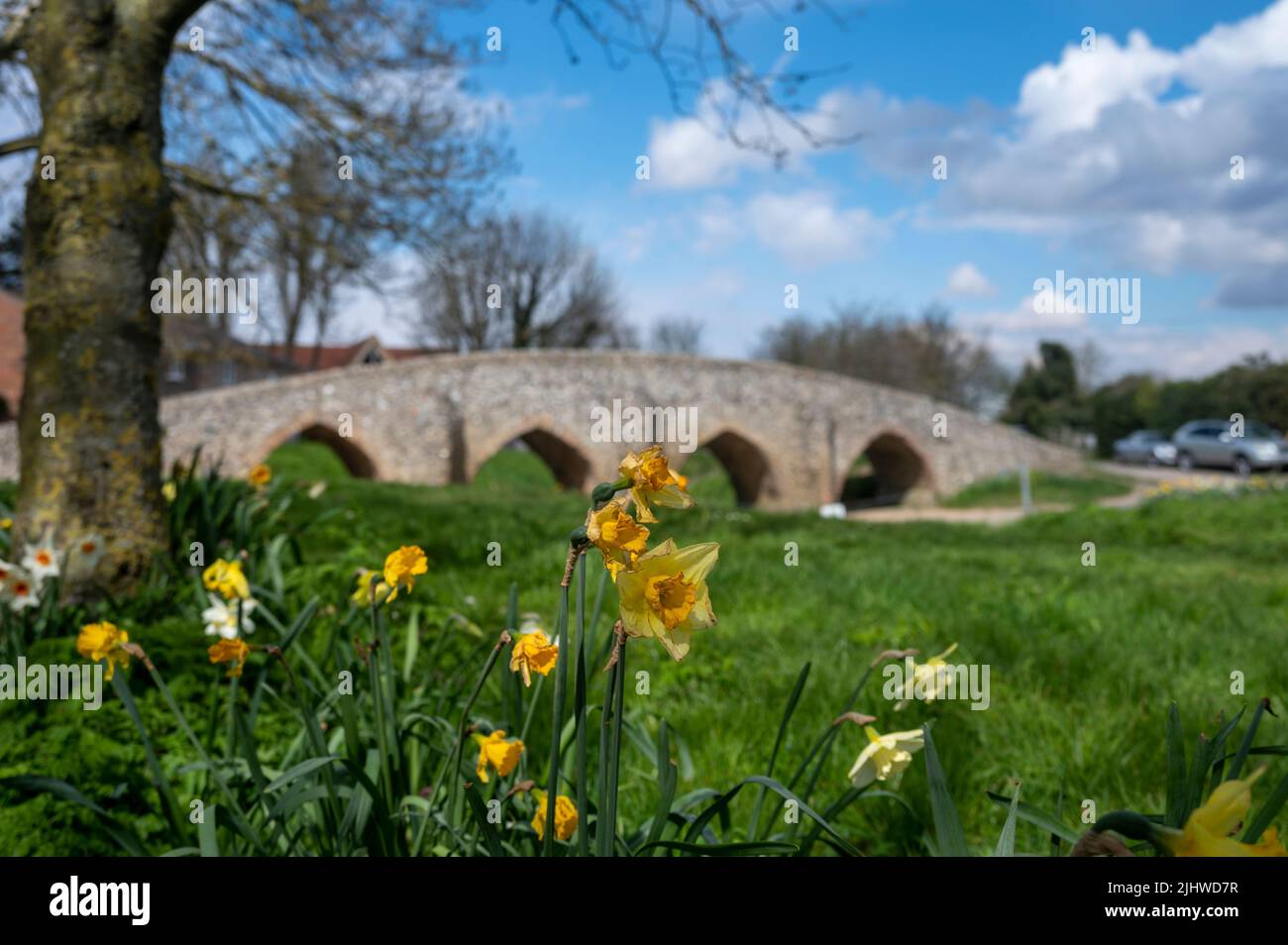 The Moulton Packhorse Bridge and a green grass park with Wild daffodils