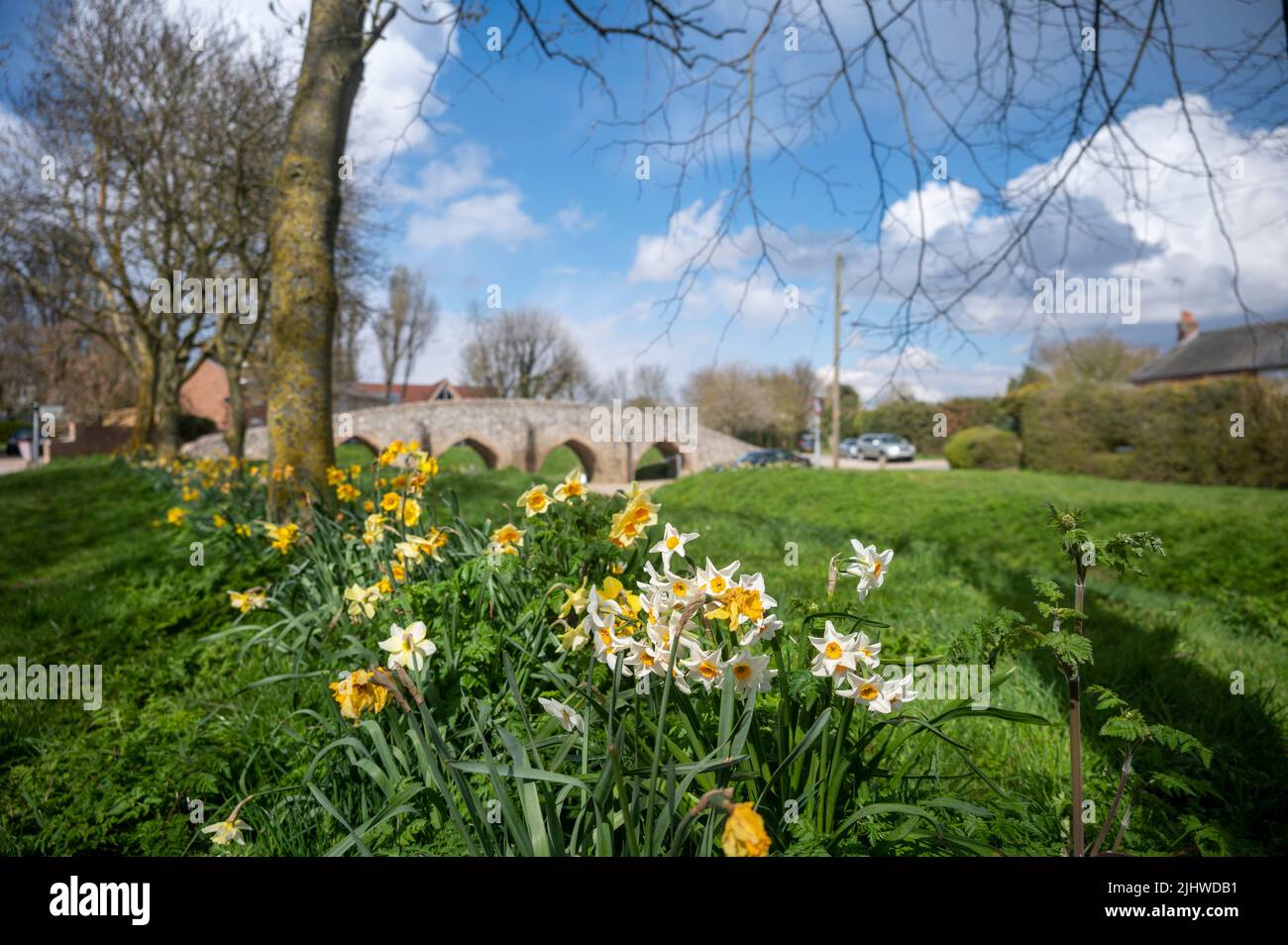 The Moulton Packhorse Bridge and a green grass park with Wild daffodils