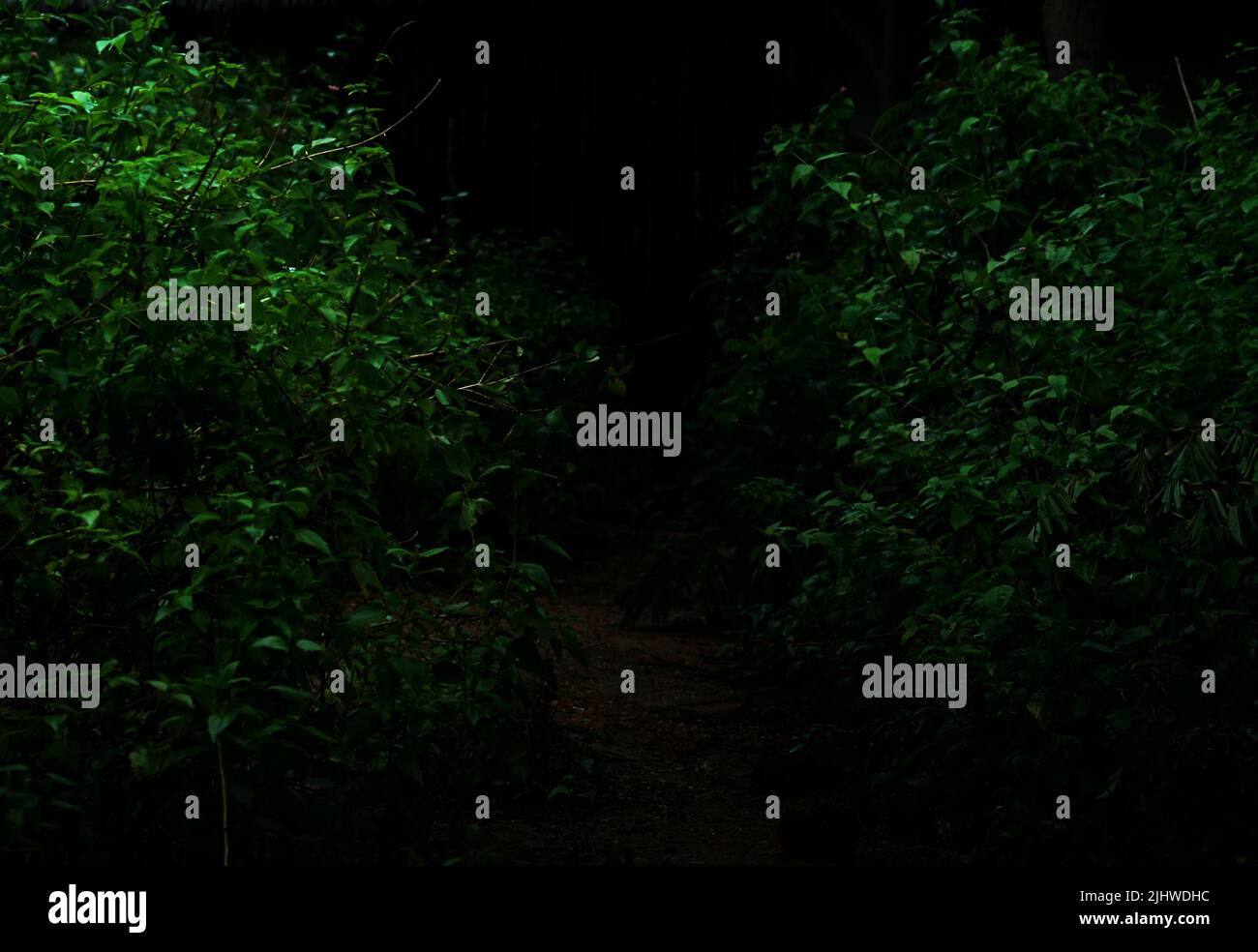 Tropical forest foliage plants bushes in the dark night Stock Photo