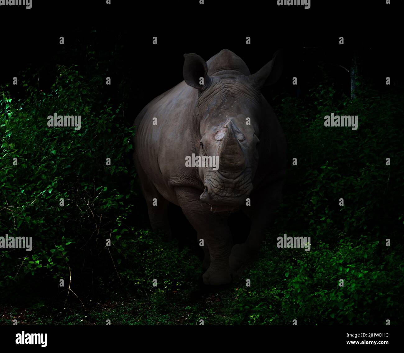 white rhinoceros walking in the dark tropical forest Stock Photo