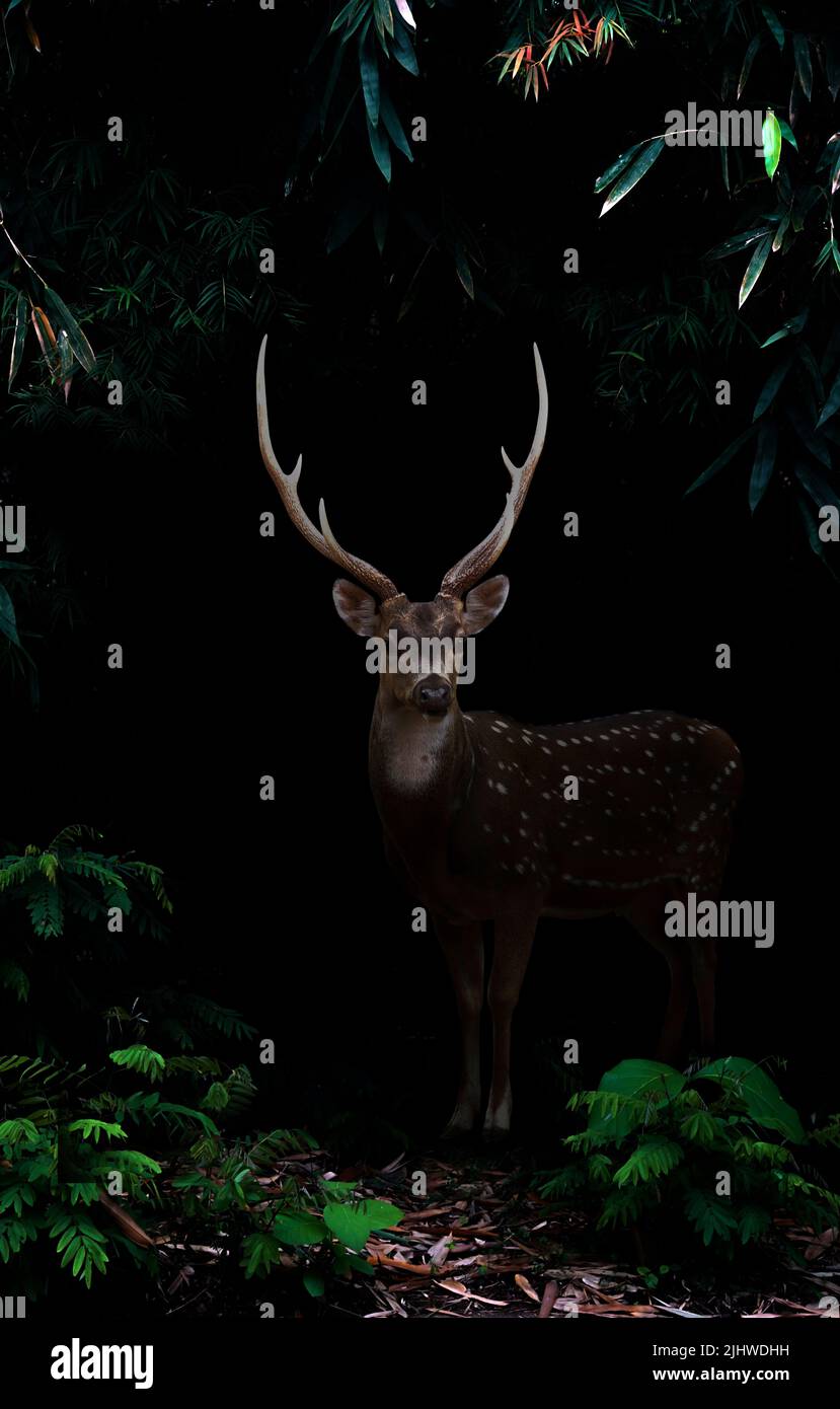 axis deer standing in the dark tropical forest Stock Photo